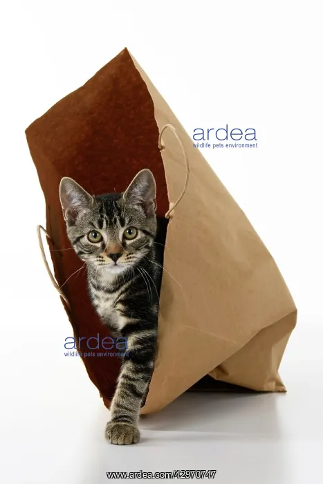 : CAT. Tabby kitten 18 weeks old in a brown carrier bag, studi : CAT. Tabby kitten 18 weeks old in a brown carrier bag, studi