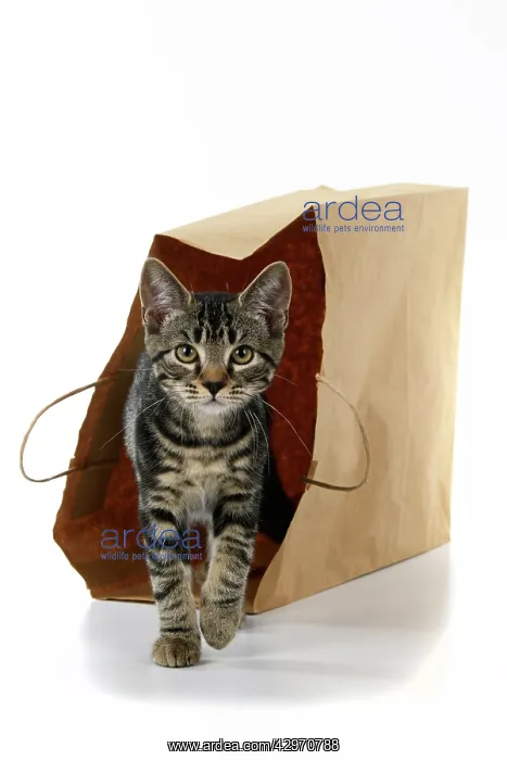 : CAT. Tabby kitten 18 weeks old in a brown carrier bag, studi : CAT. Tabby kitten 18 weeks old in a brown carrier bag, studi