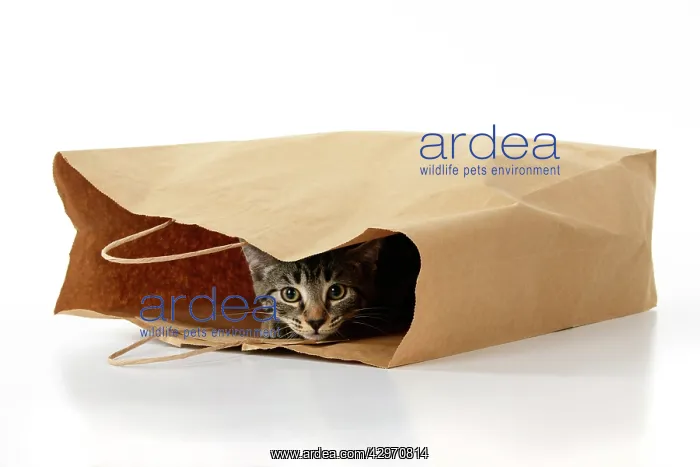 : CAT. Tabby kitten 18 weeks old in a brown carrier bag, studi : CAT. Tabby kitten 18 weeks old in a brown carrier bag, studi