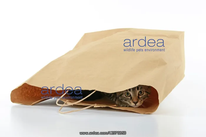 : CAT. Tabby kitten 18 weeks old in a brown carrier bag, studi : CAT. Tabby kitten 18 weeks old in a brown carrier bag, studi