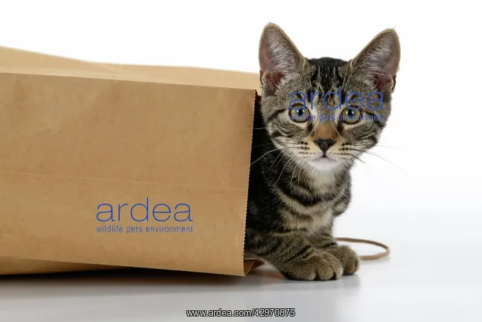  : CAT. Tabby kitten 18 weeks old in a brown carrier bag, head