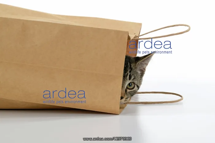 : CAT. Tabby kitten 18 weeks old in a brown carrier bag, head : CAT. Tabby kitten 18 weeks old in a brown carrier bag, head