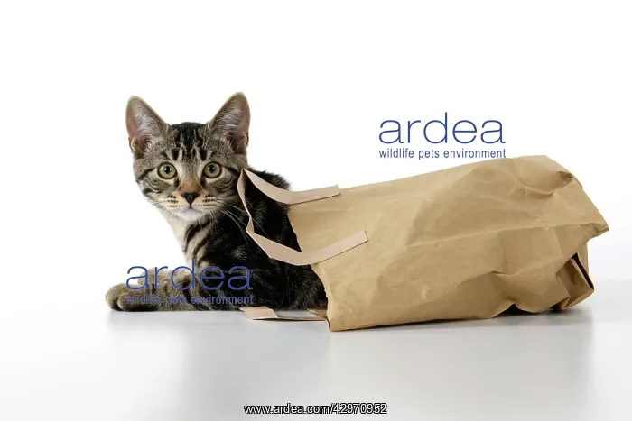 : CAT. Tabby kitten 18 weeks old in a brown carrier bag, weari : CAT. Tabby kitten 18 weeks old in a brown carrier bag, weari