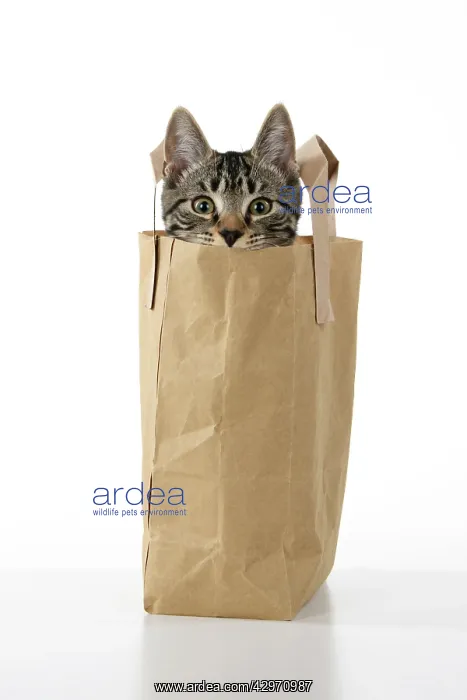 : CAT. Tabby kitten 18 weeks old in a brown carrier bag, head : CAT. Tabby kitten 18 weeks old in a brown carrier bag, head