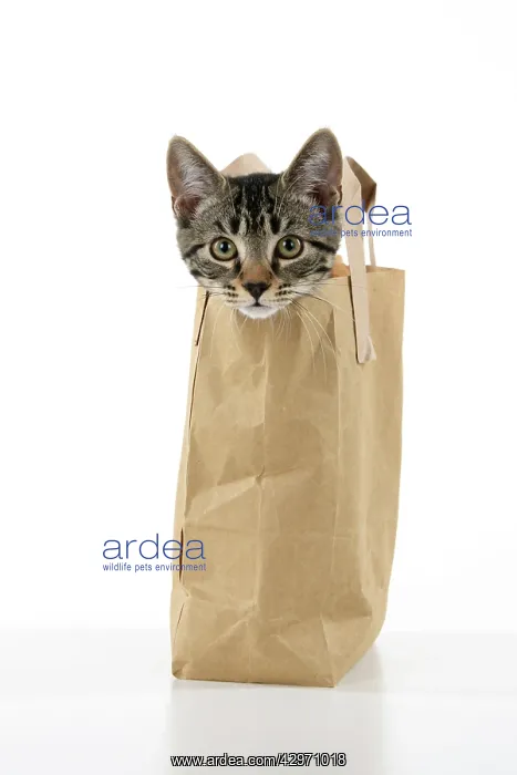 : CAT. Tabby kitten 18 weeks old in a brown carrier bag, head : CAT. Tabby kitten 18 weeks old in a brown carrier bag, head