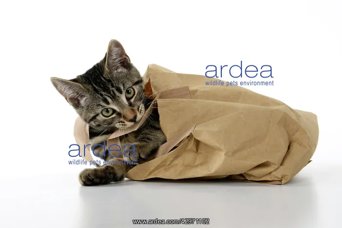 : CAT. Tabby kitten 18 weeks old in a brown carrier bag, studi : CAT. Tabby kitten 18 weeks old in a brown carrier bag, studi