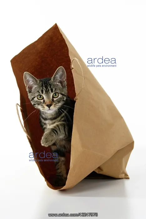 : CAT. Tabby kitten 18 weeks old in a brown carrier bag, studi : CAT. Tabby kitten 18 weeks old in a brown carrier bag, studi
