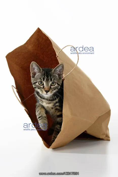 : CAT. Tabby kitten 18 weeks old in a brown carrier bag, studi : CAT. Tabby kitten 18 weeks old in a brown carrier bag, studi