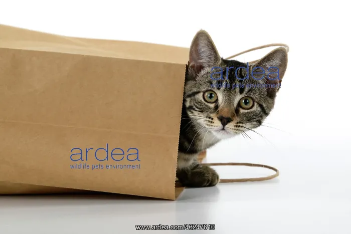 : CAT. Tabby kitten 18 weeks old in a brown carrier bag, head : CAT. Tabby kitten 18 weeks old in a brown carrier bag, head