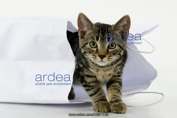 : CAT. Tabby kitten 18 weeks old in a white carrier bag, studi : CAT. Tabby kitten 18 weeks old in a white carrier bag, studi