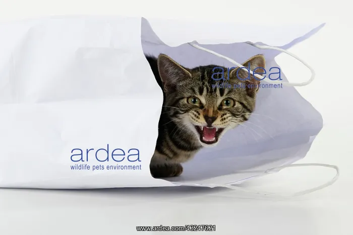  : CAT. Tabby kitten 18 weeks old in a white carrier bag, studi