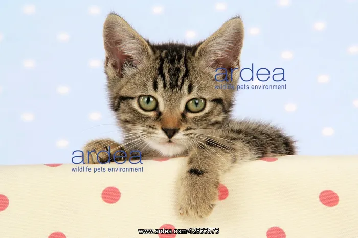 : Cat - tabby kitten : Cat - tabby kitten