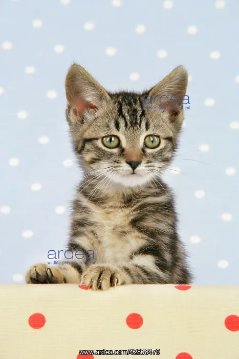 : Cat - Tabby kitten : Cat - Tabby kitten