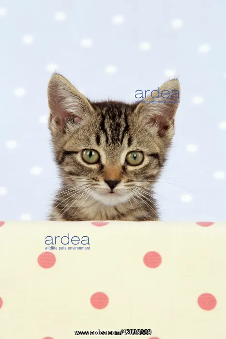 : CAT. Tabby kitten : CAT. Tabby kitten