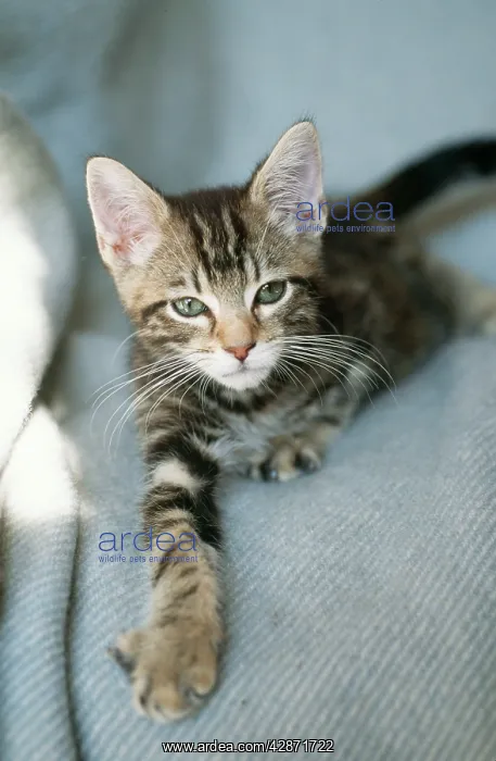  : Cat - Tabby Kitten