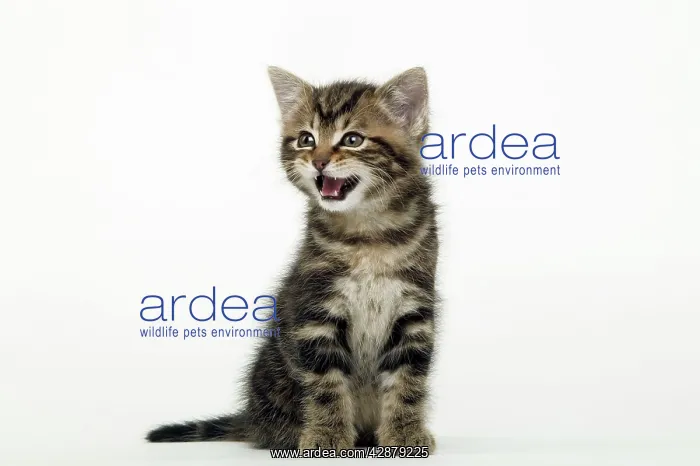  : CAT - Tabby Kitten