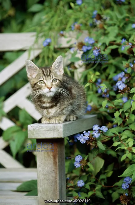 : CAT - Tabby kitten : CAT - Tabby kitten