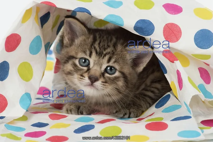 : Cat Tabby kitten : Cat Tabby kitten