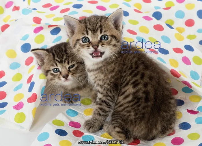 : Cat Tabby kitten : Cat Tabby kitten