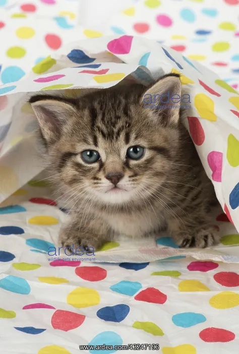 : Cat Tabby kitten : Cat Tabby kitten