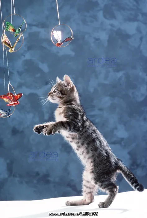 : CAT- Tabby KITTEN : CAT- Tabby KITTEN