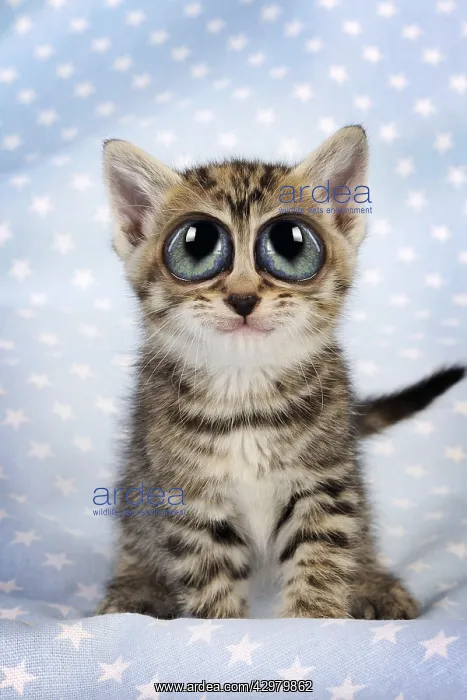 : Cat. Tabby Kitten (6 weeks old) with big eyes : Cat. Tabby Kitten (6 weeks old) with big eyes