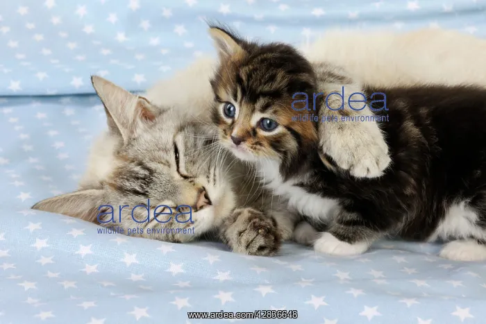 : Cat. Tabby Kitten (6 weeks old) with cat on star background : Cat. Tabby Kitten (6 weeks old) with cat on star background