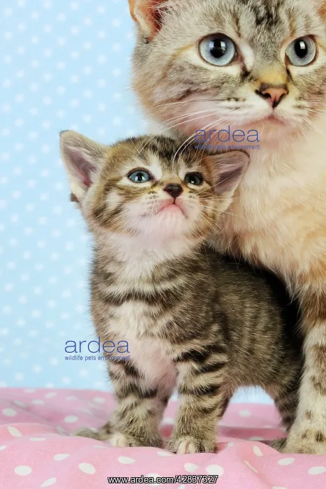 : Cat. Tabby Kitten (6 weeks old) in between legs of cat : Cat. Tabby Kitten (6 weeks old) in between legs of cat