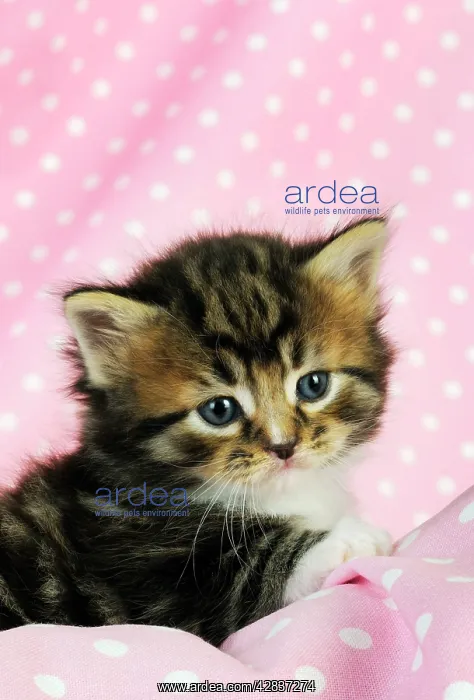 : Cat. Tabby Kitten (6 weeks old) on pink background : Cat. Tabby Kitten (6 weeks old) on pink background
