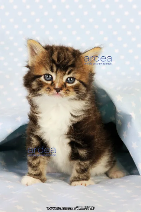 : Cat. Tabby Kitten (6 weeks old) on star background : Cat. Tabby Kitten (6 weeks old) on star background