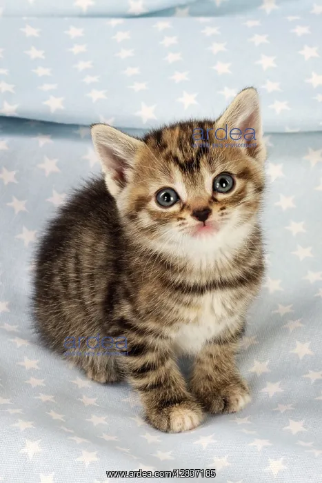 : Cat. Tabby Kitten (6 weeks old) on star background : Cat. Tabby Kitten (6 weeks old) on star background