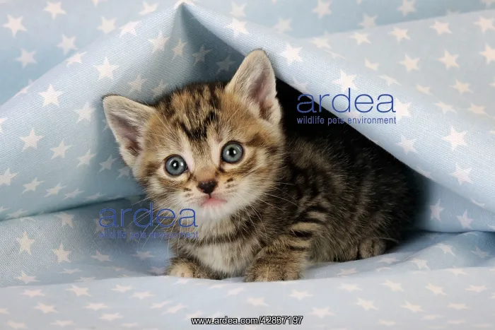 : Cat. Tabby Kitten (6 weeks old) on star background : Cat. Tabby Kitten (6 weeks old) on star background