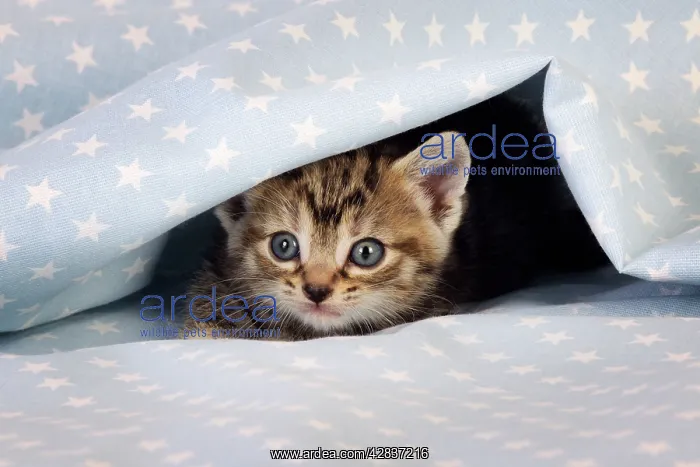  : Cat. Tabby Kitten (6 weeks old) on star background