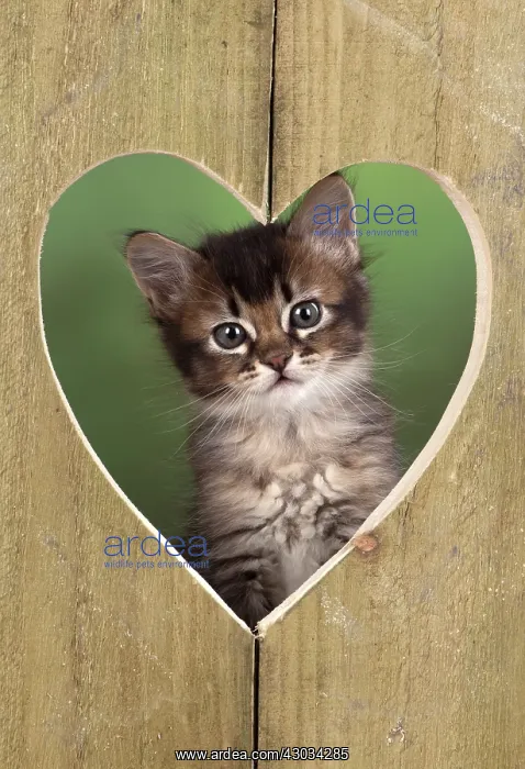  : Cat Tabby kitten about 7 weeks old in heart shape wood