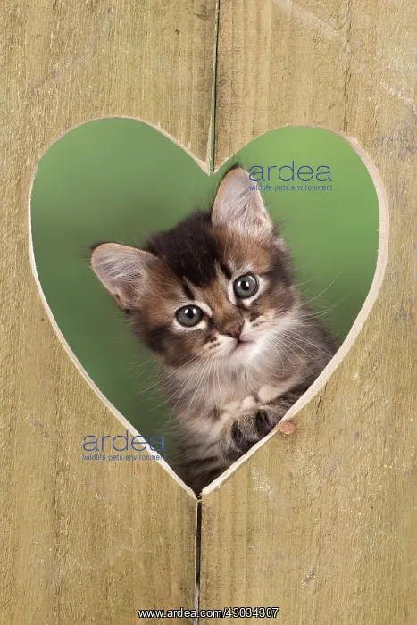  : Cat Tabby kitten about 7 weeks old in heart shape wood
