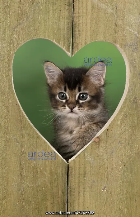  : Cat Tabby kitten about 7 weeks old in heart shape wood