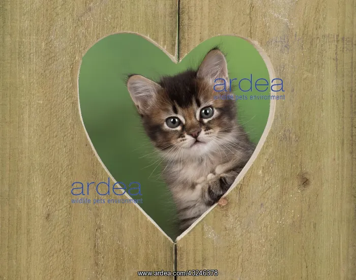  : Cat Tabby kitten about 7 weeks old in heart shape wood