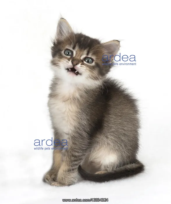 : Cat Tabby kitten about 7 weeks old with mouth open : Cat Tabby kitten about 7 weeks old with mouth open