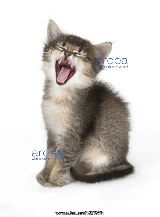  : Cat Tabby kitten about 7 weeks old with mouth open