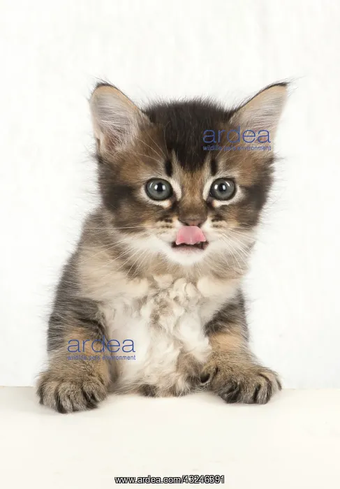 : Cat Tabby kitten about 7 weeks old paws on table looking at the camera : Cat Tabby kitten about 7 weeks old paws on table looking at the camera