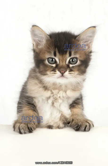 : Cat Tabby kitten about 7 weeks old paws on table looking at the camera : Cat Tabby kitten about 7 weeks old paws on table looking at the camera