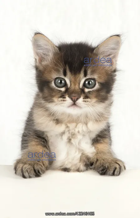 : Cat Tabby kitten about 7 weeks old paws on table looking at the camera : Cat Tabby kitten about 7 weeks old paws on table looking at the camera