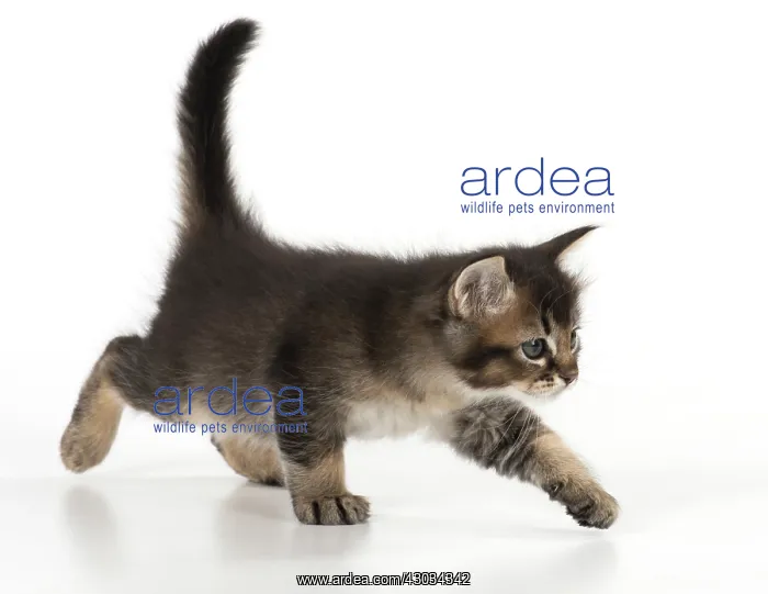 : Cat Tabby kitten about 7 weeks old walking : Cat Tabby kitten about 7 weeks old walking