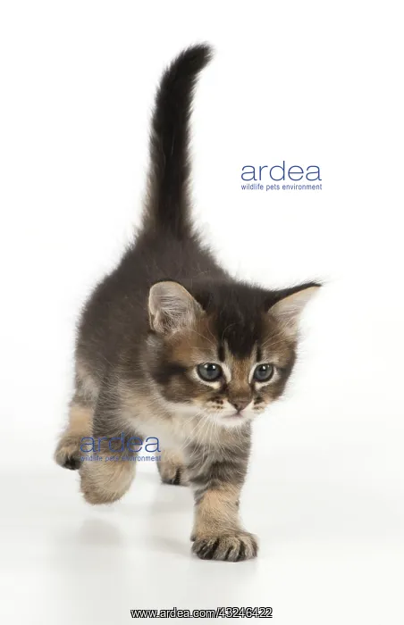 : Cat Tabby kitten about 7 weeks old walking : Cat Tabby kitten about 7 weeks old walking