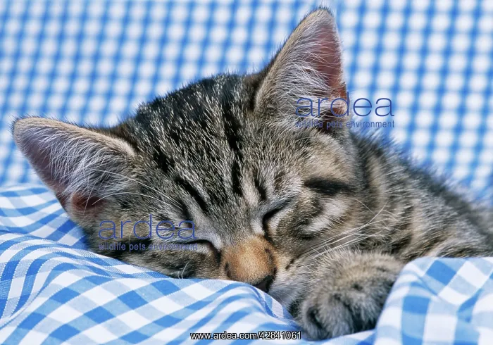 : CAT - Tabby kitten asleep on blue gingham : CAT - Tabby kitten asleep on blue gingham