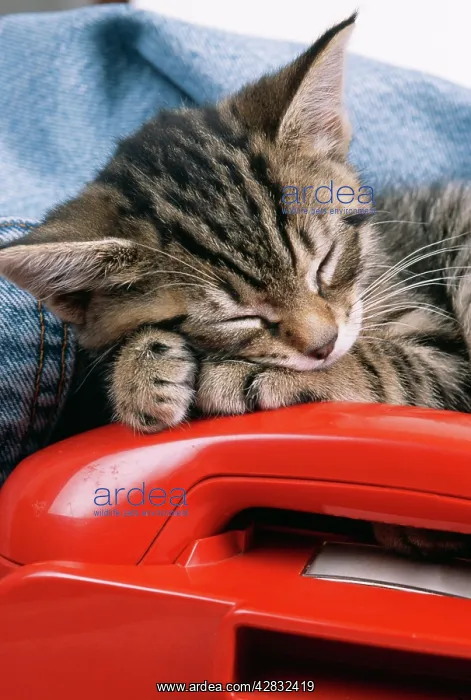 : CAT - tabby kitten asleep on red telephone : CAT - tabby kitten asleep on red telephone