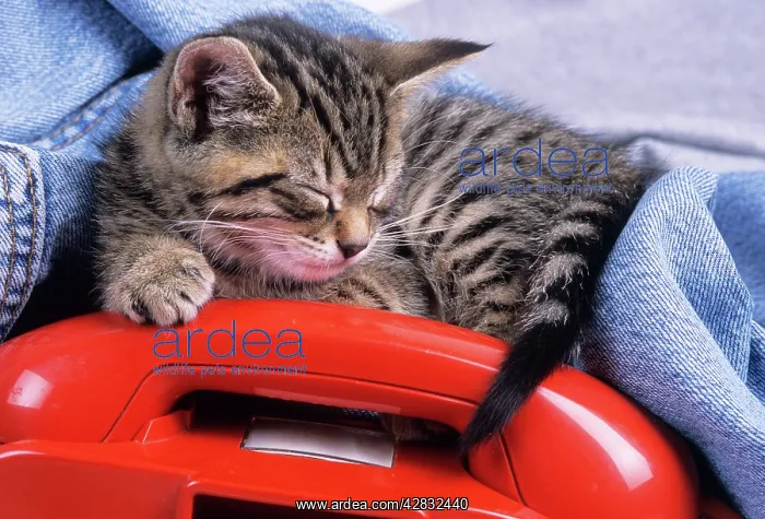 : CAT- Tabby kitten asleep with telephone : CAT- Tabby kitten asleep with telephone