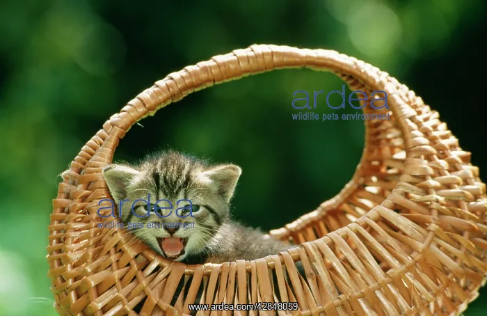  : CAT - tabby kitten in basket, miaowing