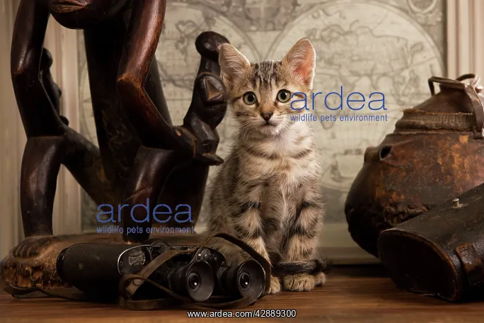 : Cat - tabby kitten next to binoculars & ornaments : Cat - tabby kitten next to binoculars & ornaments