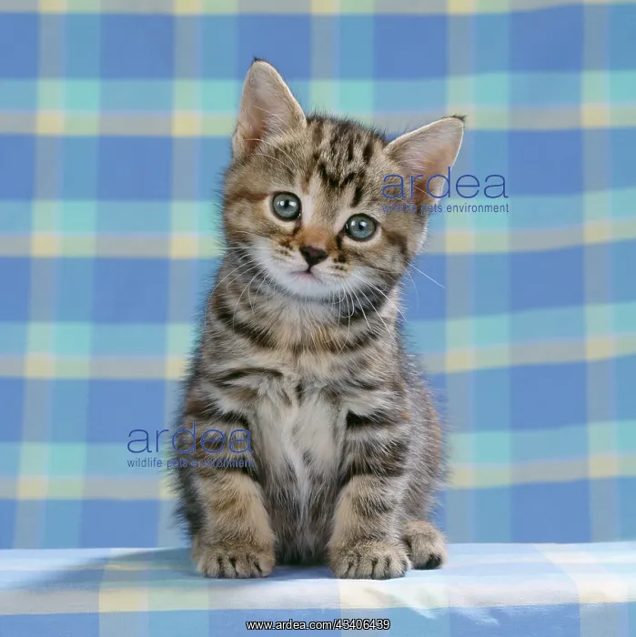 : CAT - Tabby kitten on blue check material : CAT - Tabby kitten on blue check material